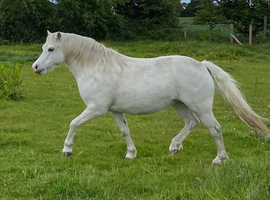 Beautiful grey mare