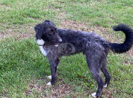 Bedlington greyhound rehome