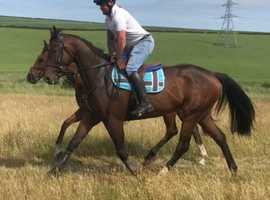 tb gelding