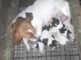 Beagle