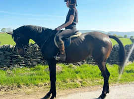 Flashy, 15.2 TB mare