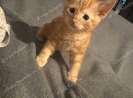 Kitten ready to go