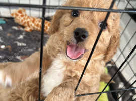 Cavapoochon Puppies