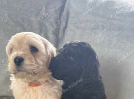 Minature Goldendoodles