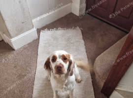 Beautiful clumber girl