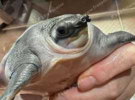Fly River Turtle (Pig nose Turtle)