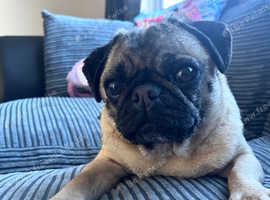 5 year old female pug