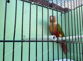 Conure hen bird
