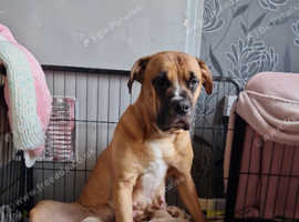 Presa canario pups