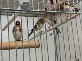 Goldfinch Glasgow