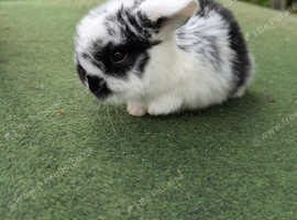 Mini lops