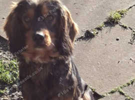 Cocker spaniel to stud