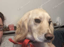 Beautiful lemon neutered male sprocker