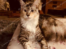 Two Maine coons for sale