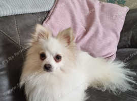 Pomeranian girl