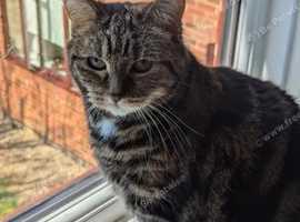 House cat looking for companion ADOPTED
