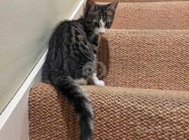 Adorable tabby kitten urgently needs rehoming