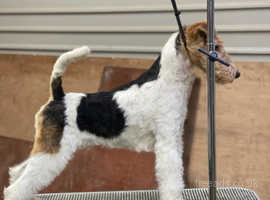 Wire haired fox terrier male 15 moths old for sale