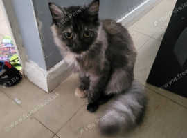 Female British longhair for sale