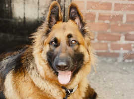Beautiful German Shepperd female