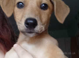 Hancock lurchers puppy sales farm