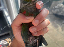 Handreared Crimson Conure