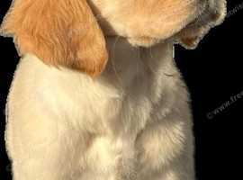 Health tested KC registered Golden Retriever Puppies