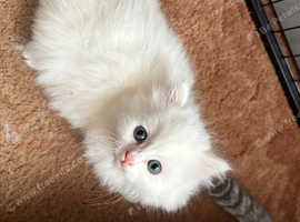 Last little white fluffy Persian x kitten ready now