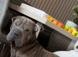 KC registered Blue Shar pei NO TIME WASTERS