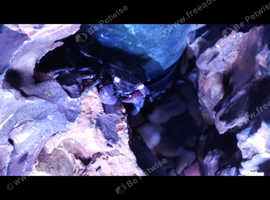 Vampire crab only £5