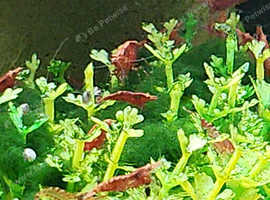 Red cherry shrimp