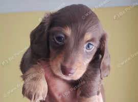 Long haired miniature dachshund for sale.