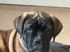 11 week Bullmastiff female Puppy ready to go