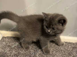 British shorthair