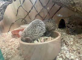 Not sungazers! I have a pair of lesser tenrecs available both 18 months and unrelated