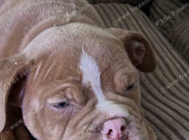 Oeb puppies sale for sale