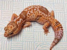 African fat tail gecko female