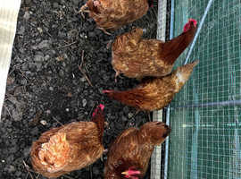 5 point of lay black tail pullets