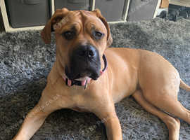 6 month old English bullmastiff female