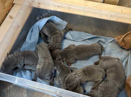 Great Dane Puppies For Sale