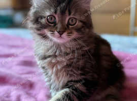Norwegian Forest x Scottish Fold kittens