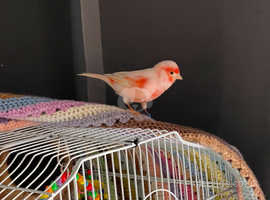 3 year old red and white canary Twinky