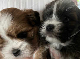 Lovely lhasa apsos