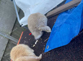 One caramel giant lop French