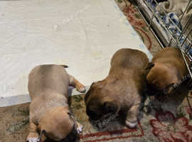 Chihuahua puppies