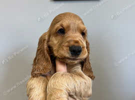 Beautiful puppies ready for a new family