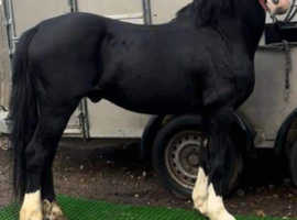Tyas sinatra welsh C stallion