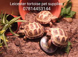Horsfield tortoises ready now (licenced vet checked)
