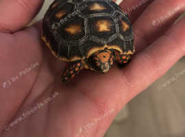 Red footed tortoises