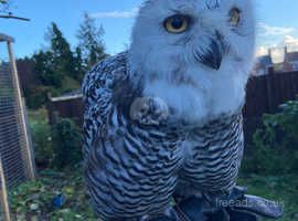 Young female snowy owl
